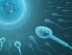试管婴儿囊胚和冻胚有什么区别？武汉三代试管
